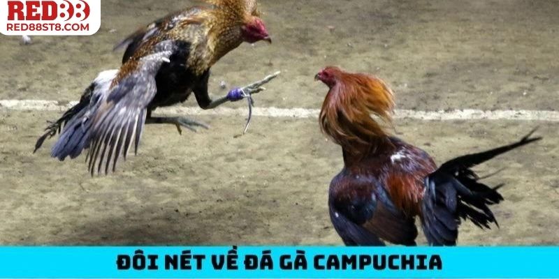 Đá gà Campuchia trở thành đấu trường giải trí sôi động 