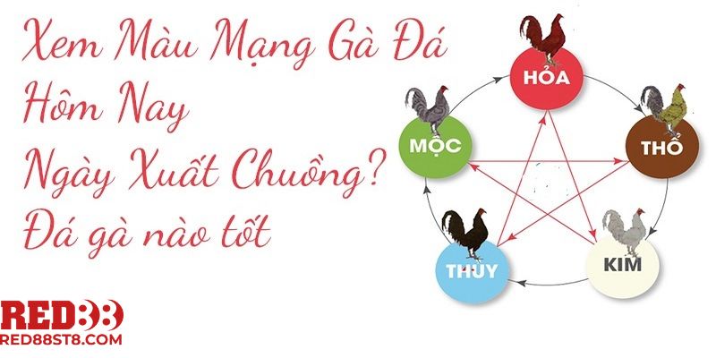 Những màu mạng trong đá gà