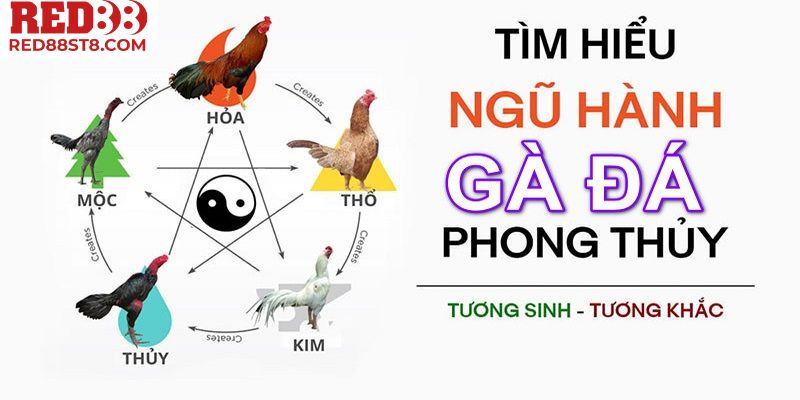 Đôi nét về màu mạng đá gà