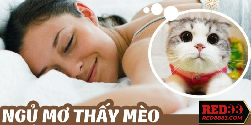 Nằm mơ thấy mèo ẩn chứa điều gì?