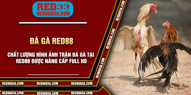 Chất lượng hình ảnh trận đá gà tại red88 được nâng cấp full HD