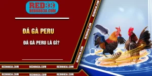 Đá gà Peru là gì?